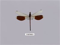 藏品(短腹幽蟌)的圖片